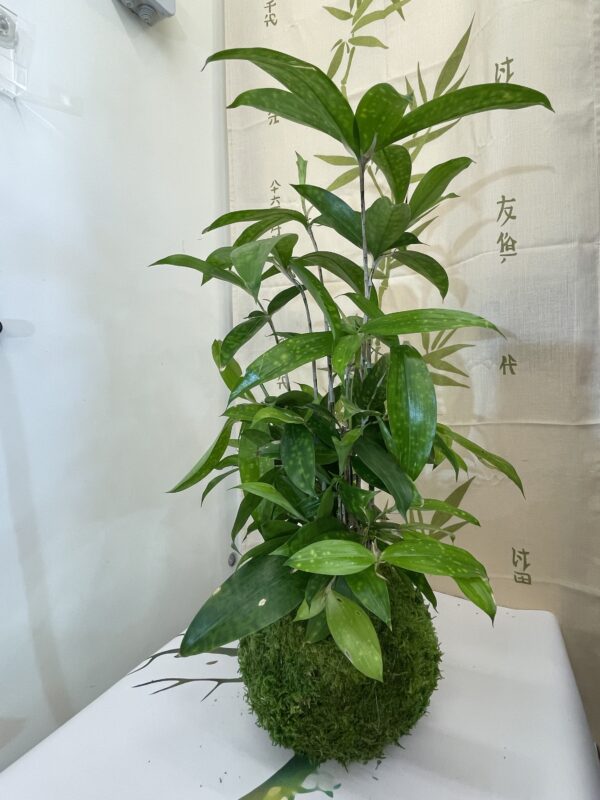 Kokedama Vert à poser (plante d’intérieur)