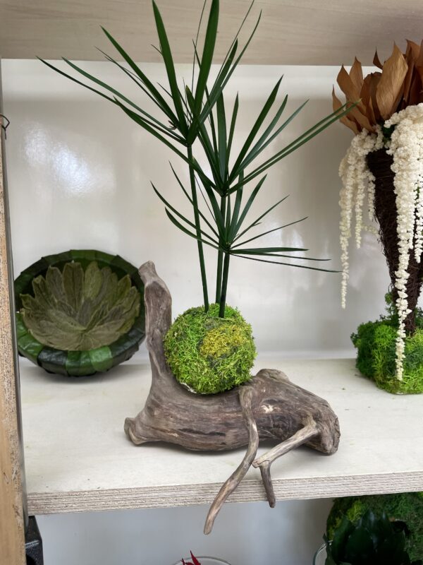 Kokedama stabilisé et support en bois – Image 2